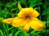 Dewy Day Lily