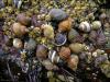 Sea shells, coastal Maine
